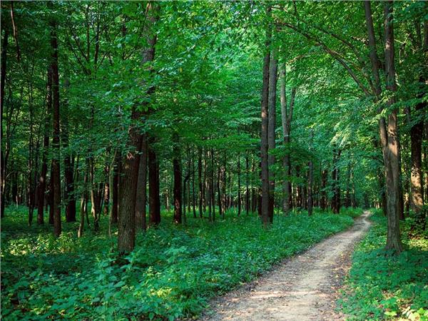 Nature Scenery 001 Wallpaper by MywallpaperSho