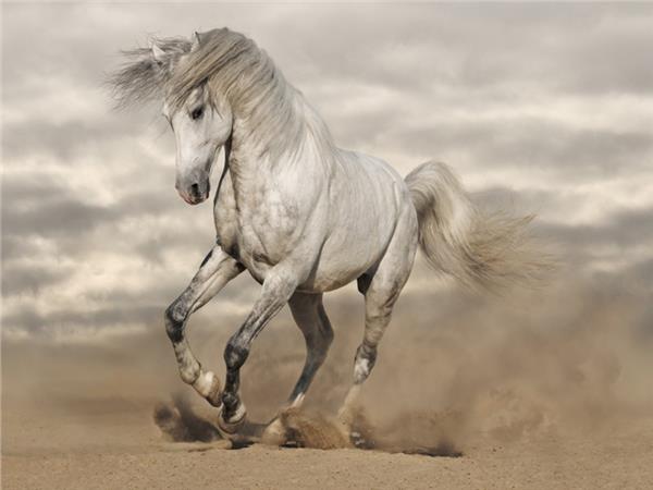 White Horse Scene 001 Wallpaper by MywallpaperSho