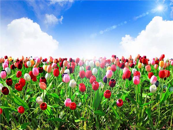 Flower Design 001 Wallpaper by MywallpaperSho