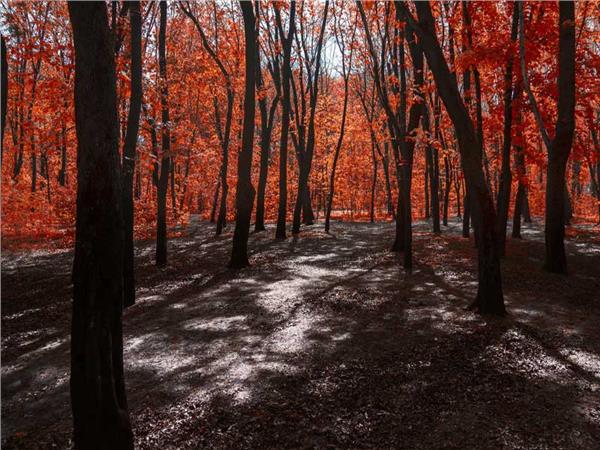 Autumn Scenery 001 Wallpaper by MywallpaperSho