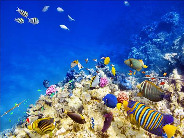 Aquarium Scene 002 3D Wallpaper by MywallpaperSho