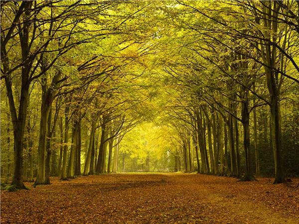 Nature Scenery 002 Wallpaper by MywallpaperSho