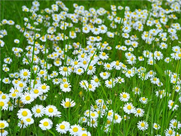 Flower Design 002 Wallpaper by MywallpaperSho