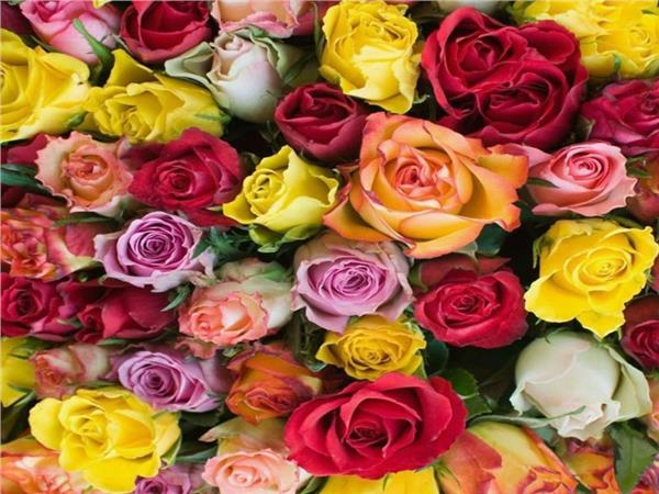 Flower Design 091 Wallpaper by MywallpaperShop