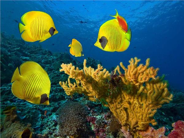 Aquarium Scene 003 3D Wallpaper by MywallpaperSho