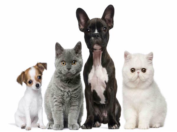 Cat and Dog Scene 003 Wallpaper by MywallpaperSho