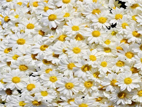 Flower Design 003 Wallpaper by MywallpaperSho