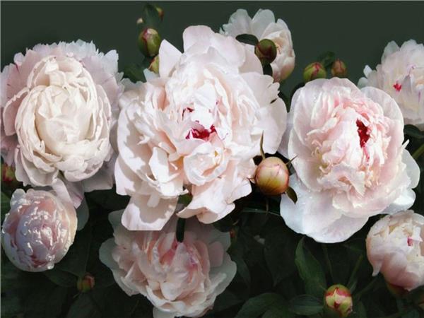 Flower Design 092 Wallpaper by MywallpaperShop