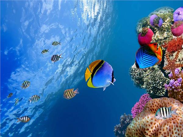 Aquarium Scene 004 3D Wallpaper by MywallpaperSho