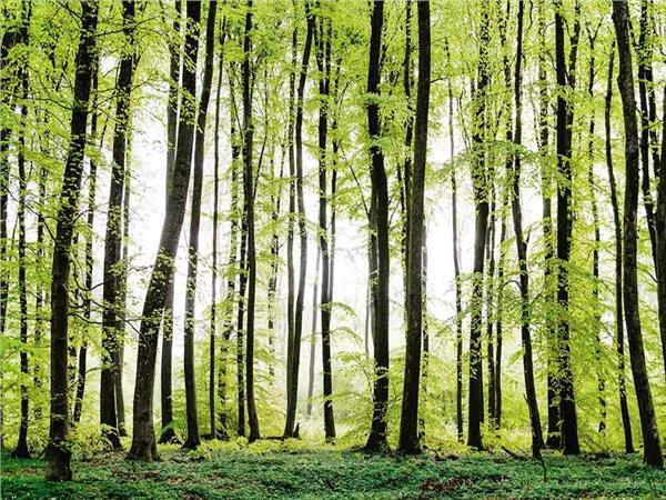 Nature Scenery 004 Wallpaper by MywallpaperSho