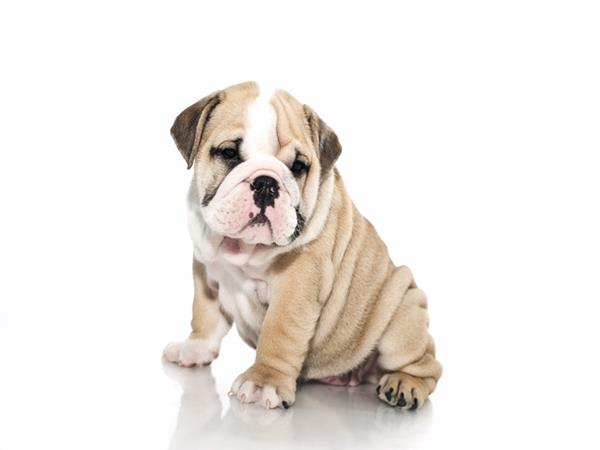 Yavru Dog Scene 004 Wallpaper by MywallpaperSho