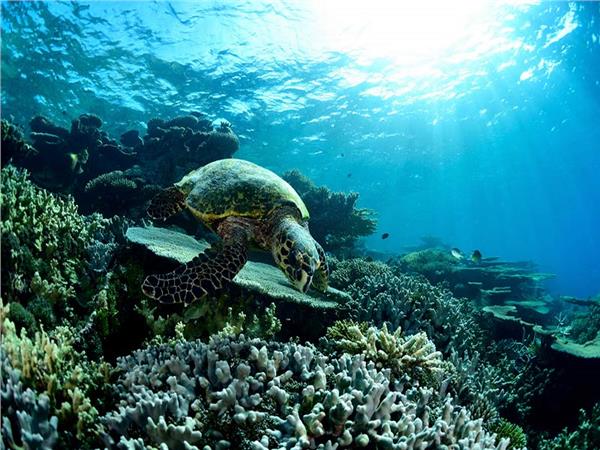Aquarium Scene 005 3D Wallpaper by MywallpaperSho