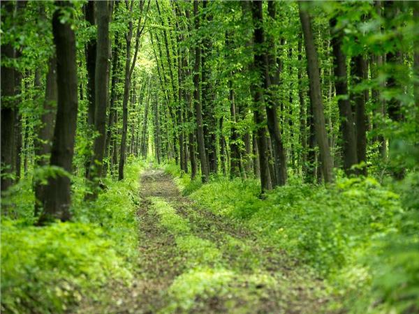 Nature Scenery 005 Wallpaper by MywallpaperSho