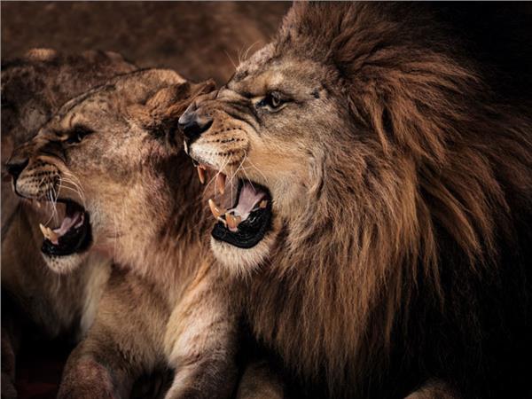 Lion Scene 005 Wallpaper by MywallpaperSho