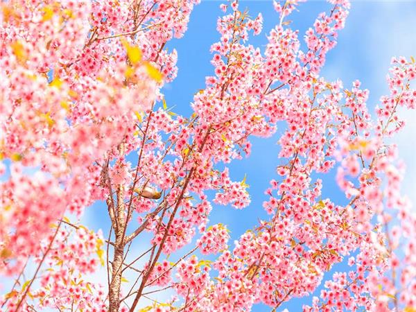 Flower Design 005 Wallpaper by MywallpaperSho