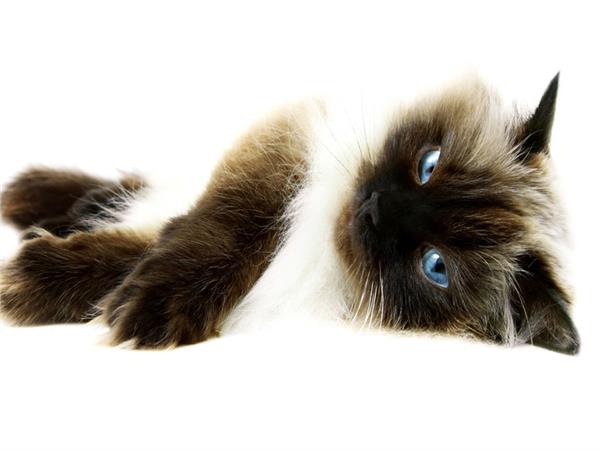 Cat Scene 006 Wallpaper by MywallpaperSho