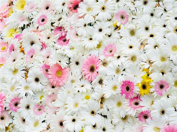 Flower Design 006 Wallpaper by MywallpaperSho