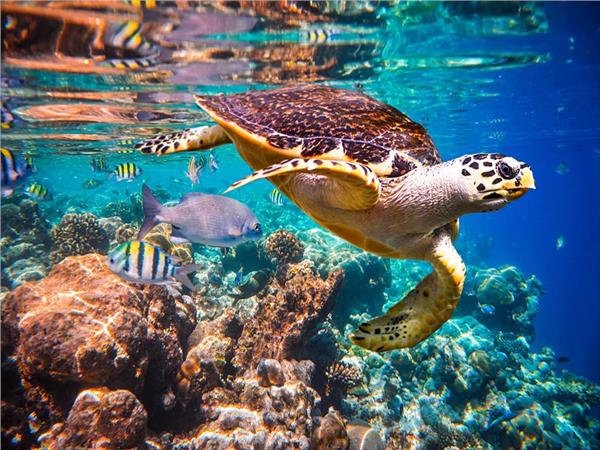 Aquarium Scene 007 3D Wallpaper by MywallpaperSho