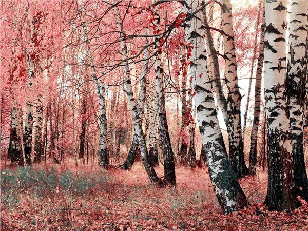 Nature Scenery 007 Wallpaper by MywallpaperSho