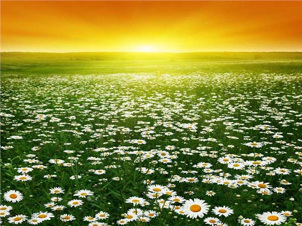 Flower Design 007 Wallpaper by MywallpaperSho