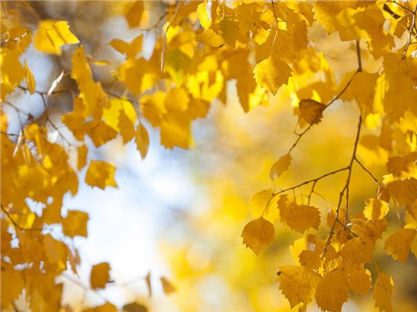 Autumn Scenery 008 Wallpaper by MywallpaperSho