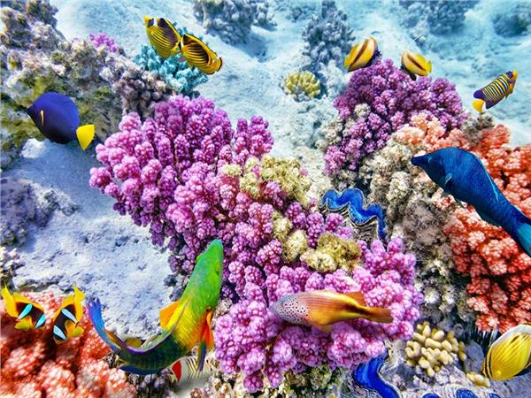 Aquarium Scene 008 3D Wallpaper by MywallpaperSho