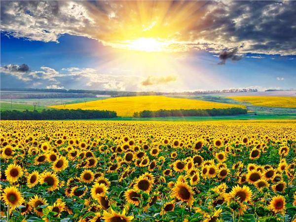 Flower Design 008 Wallpaper by MywallpaperSho