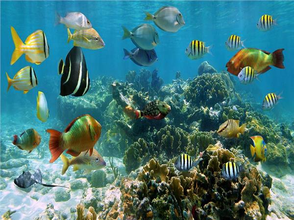 Aquarium Scene 009 3D Wallpaper by MywallpaperSho