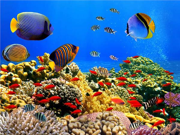 Aquarium Scene 010 3D Wallpaper by MywallpaperSho