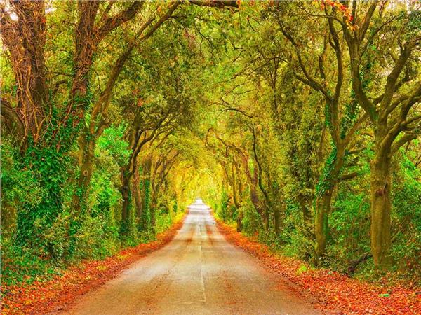 Nature Scenery 010 Wallpaper by MywallpaperSho