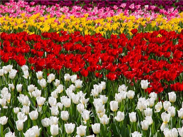 Flower Design 010 Wallpaper by MywallpaperSho
