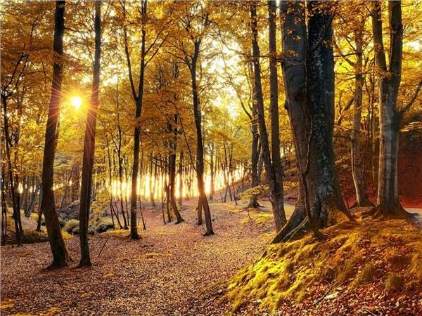 Autumn Scenery 011 Wallpaper by MywallpaperSho