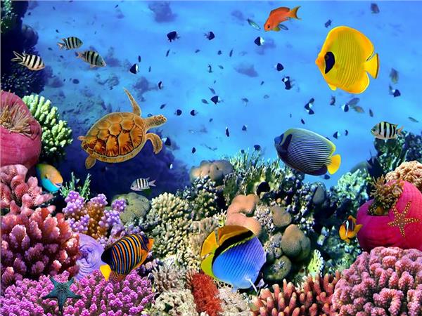 Aquarium Scene 011 3D Wallpaper by MywallpaperSho