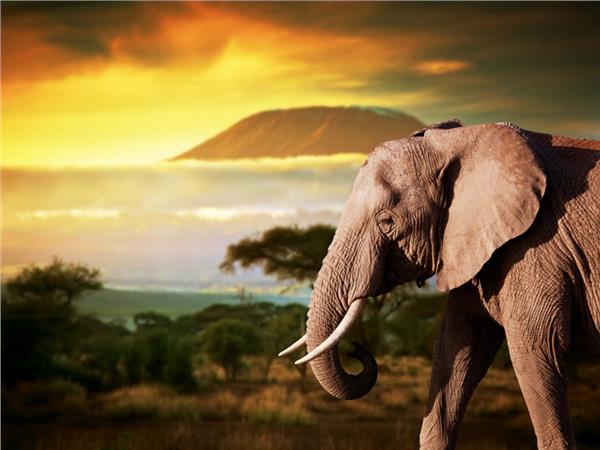 Elephant Scene 011 Wallpaper by MywallpaperSho