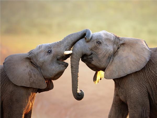 Elephant Scene 012 Wallpaper by MywallpaperSho