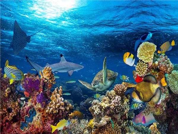 Aquarium Scene 013 3D Wallpaper by MywallpaperSho