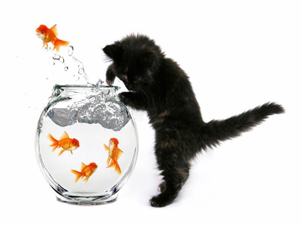 Cat Scene 013 Wallpaper by MywallpaperSho