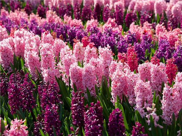 Flower Design 013 Wallpaper by MywallpaperSho