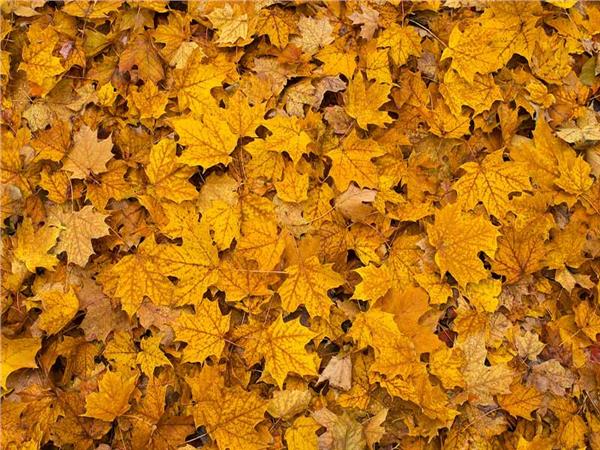 Autumn Scenery 014 Wallpaper by MywallpaperSho