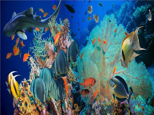 Aquarium Scene 014 3D Wallpaper by MywallpaperSho