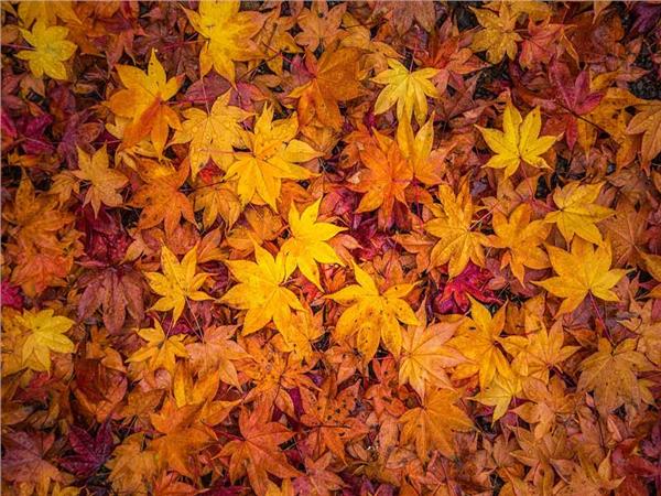 Autumn Scenery 015 Wallpaper by MywallpaperSho