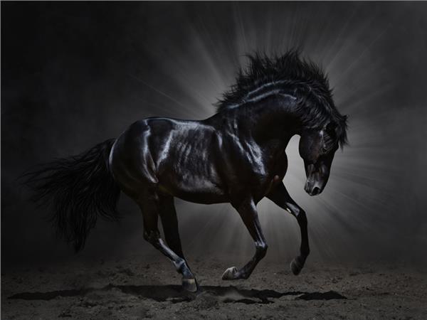 Black Horse Scene 015 Wallpaper by MywallpaperSho