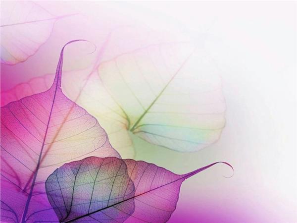 Flower Design 0111 Wallpaper by MywallpaperShop