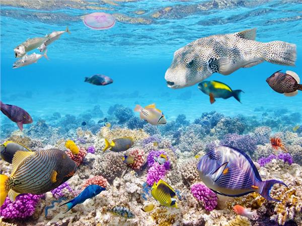 Aquarium Scene 016 3D Wallpaper by MywallpaperSho