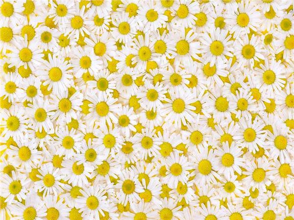 Flower Design 016 Wallpaper by MywallpaperSho