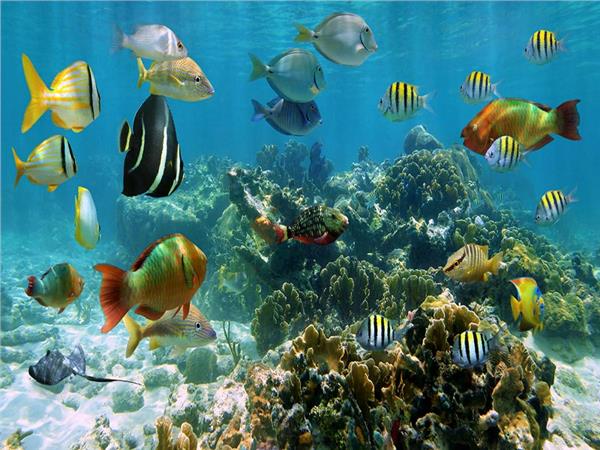 Aquarium Scene 017 3D Wallpaper by MywallpaperSho