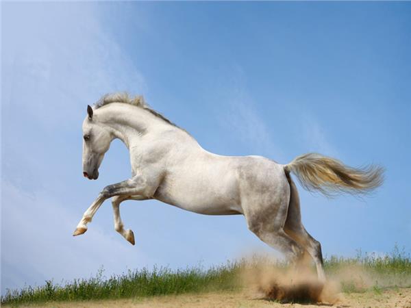 White Horse Scene 017 Wallpaper by MywallpaperSho