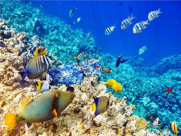 Aquarium Scene 018 3D Wallpaper by MywallpaperSho