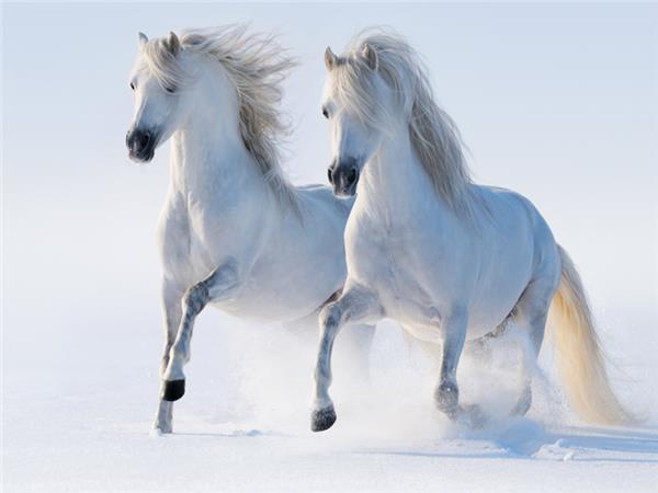 White Horse Scene 018 Wallpaper by MywallpaperSho