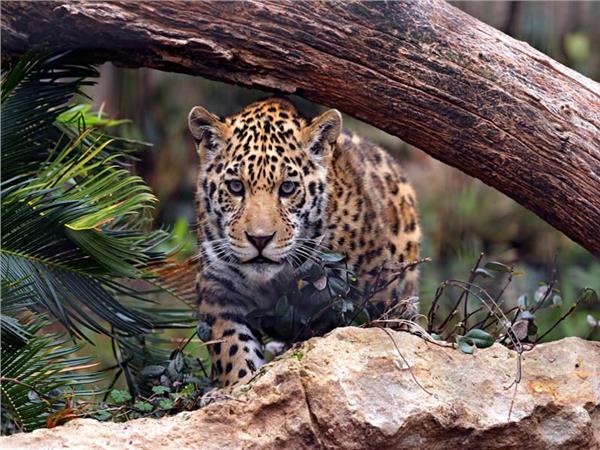 Leopar Scene 019 Wallpaper by MywallpaperSho
